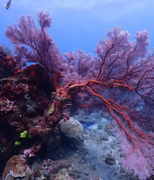 Snorkeling in Amed Bali — clear water with coral reef and tropical fish