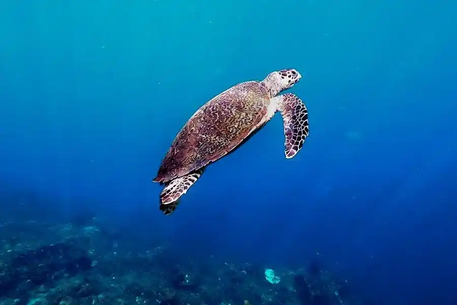 Lipah Beach snorkeling Amed Bali — stingray and coral mountains in clear water