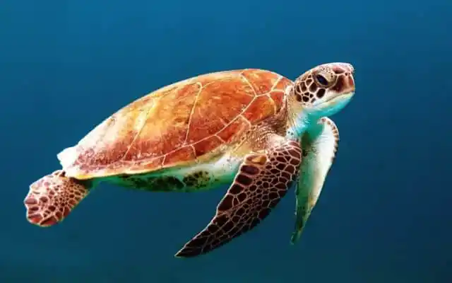 snorkeling in amed